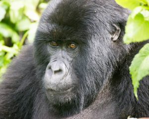 Gorilla-trekking Ruandában