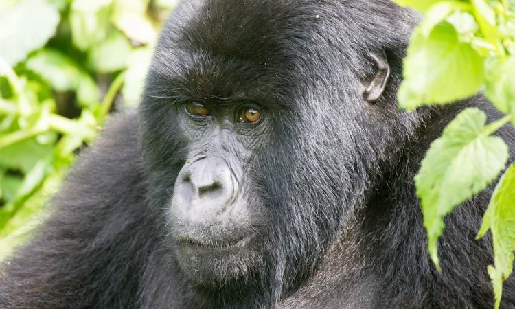 Gorilla-trekking Ruandában